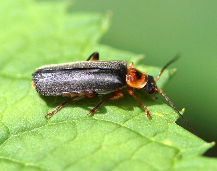 Coleoptera Cantharidae Cantharis rustica